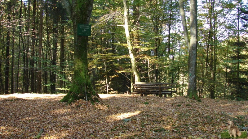 Ritterstein Nr. 123-4 Augustenköpfchen.JPG - Ritterstein Nr.123  Augustenköpfchen                               